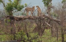 Gepard (23 von 41).jpg